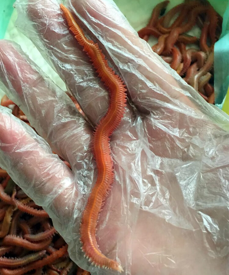 【鲜活鱼饵】活饵 红沙蚕 海蜈蚣 海蚯蚓 海蚂蝗 红青虫 海钓鱼饵料