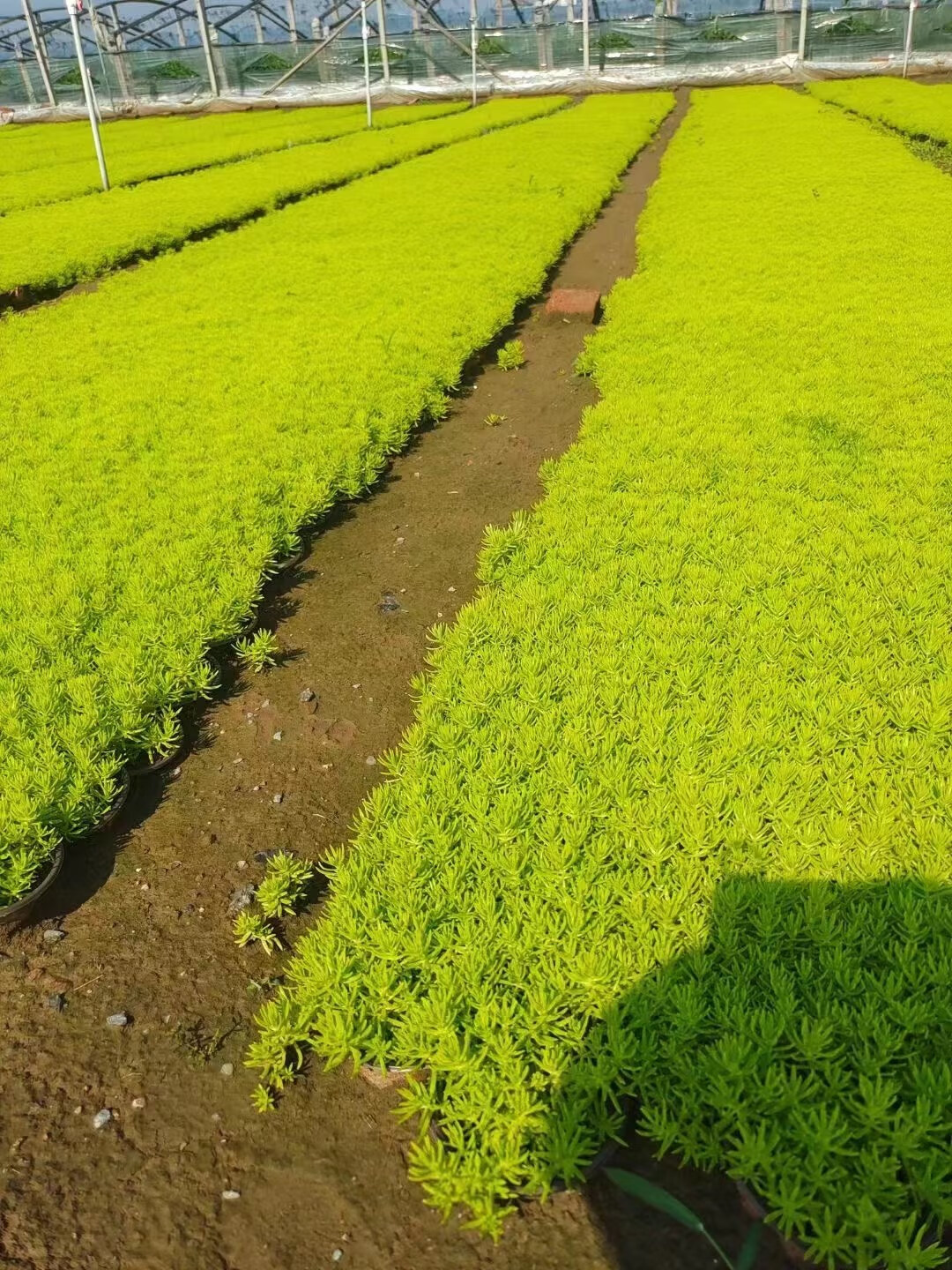 黄金佛甲草苗草皮楼顶四季常绿耐热庭院耐寒绿化植物宿根多肉包活 佛