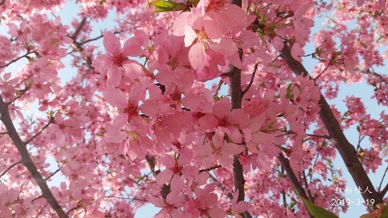 八重紅枝垂櫻樹正宗日本櫻花樹苗早櫻枝垂櫻可陽臺盆栽盆景庭院 江戶