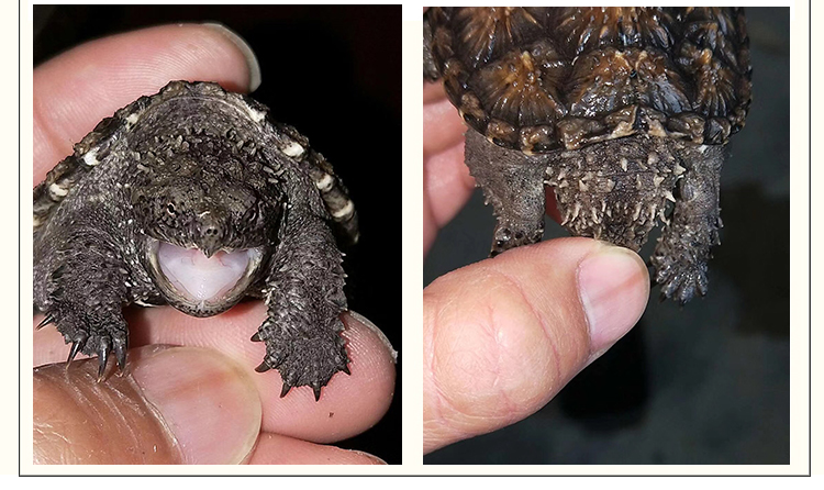 易萌 乌龟活物 暴刺小鳄龟纯佛原种佛活体宠物龟活体外塘生态养殖龟苗