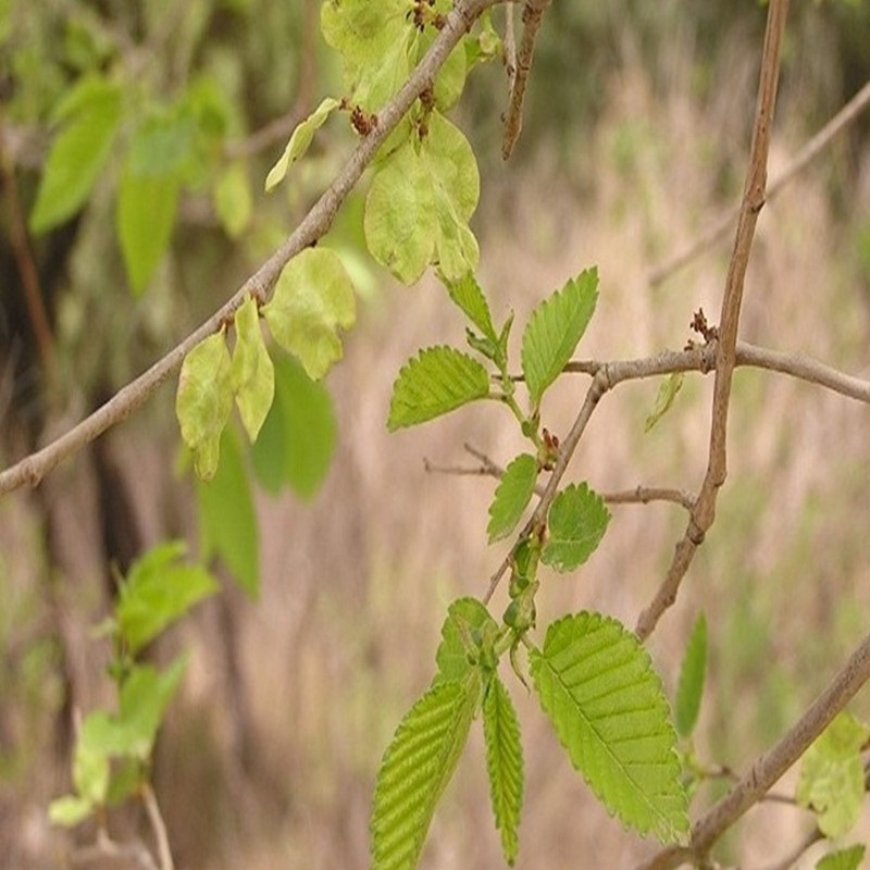榆树苗榆树小苗白榆家榆榆钱树树榆树树苗5厘米粗苗