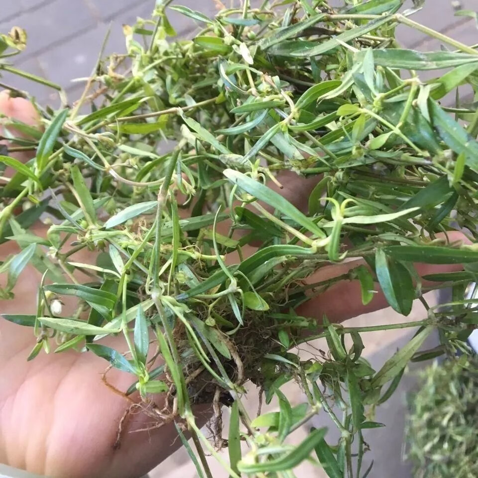 北京同仁嘡原料 野生新鲜草药白花蛇舌草蛇舌草羊须 1500g【图片 价格