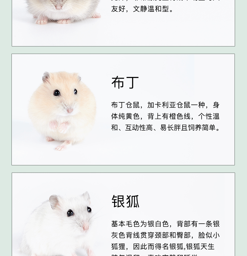 仓鼠品种介绍图片
