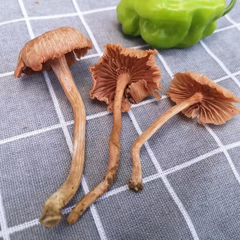 贝娇芬 云南特产蘑菇鸡枞新鲜野生皮条菌皮挑菌铁脚菌老人头钉子菌