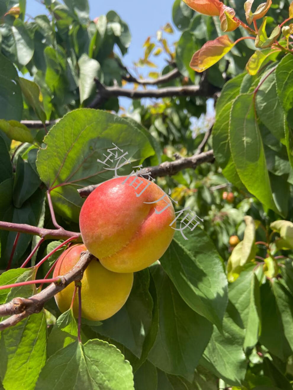 猫村长顺丰礼盒青岛崂山蜜杏现摘现发新鲜杏子山东特产大红甜杏整箱