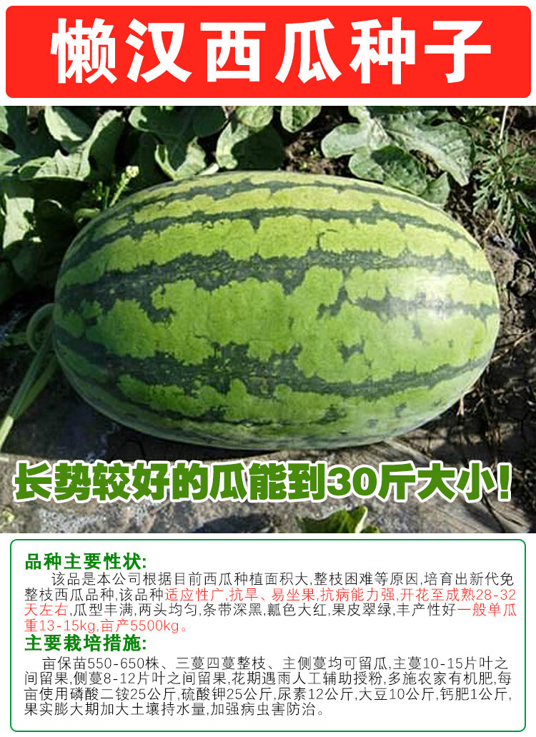 懒汉瓜王西瓜种子苗免整枝巨型西瓜种籽特大西瓜种春季四季超甜60粒装