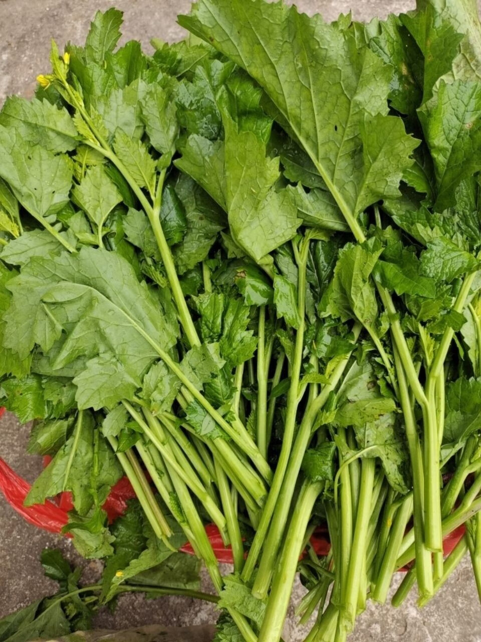 媚调 油菜苔 贵州苦油菜苔 油菜苗冲鼻菜 酸菜 冲菜新鲜现摘 保鲜发货