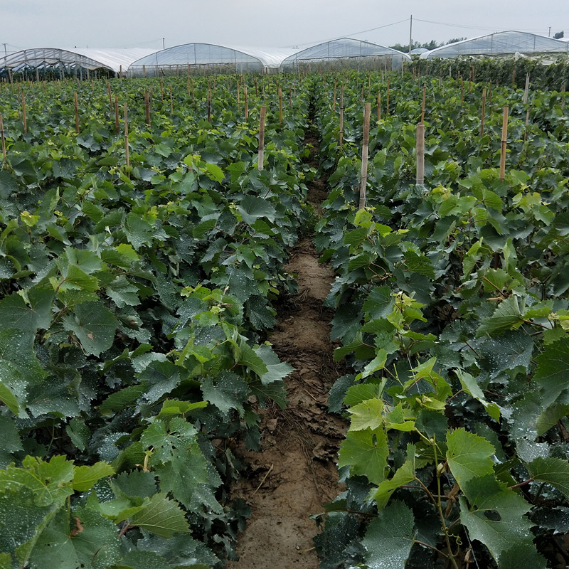 唯友weiyou白牛奶葡萄苗盆栽地栽南方北方种植蓝宝石葡萄树苗当年结果