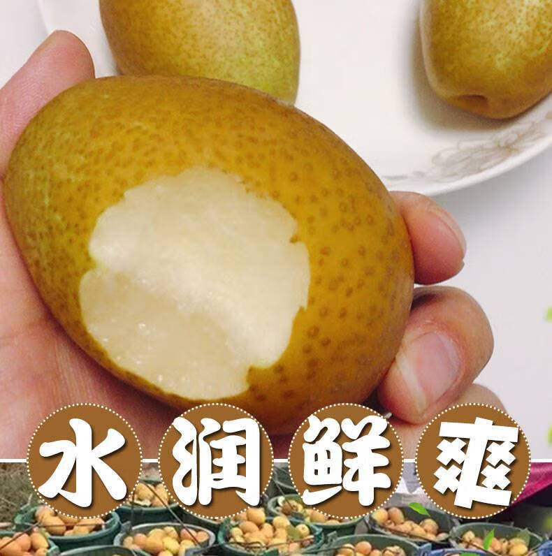 可选礼盒】河南金珠沙梨 现摘洛宁梨子水果梨新鲜当季整箱小沙梨应季