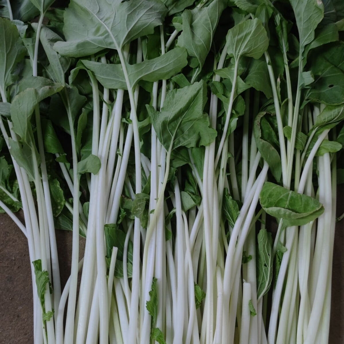 湖北新鲜蔬菜 新鲜箭杆白 高杆白 高脚白新鲜蔬菜 3斤精选(净重)