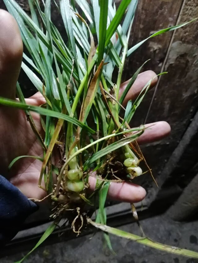 九籽连环草干货 贵州中草药材算盘子银珠草珍珠三七500g 图片色【图片