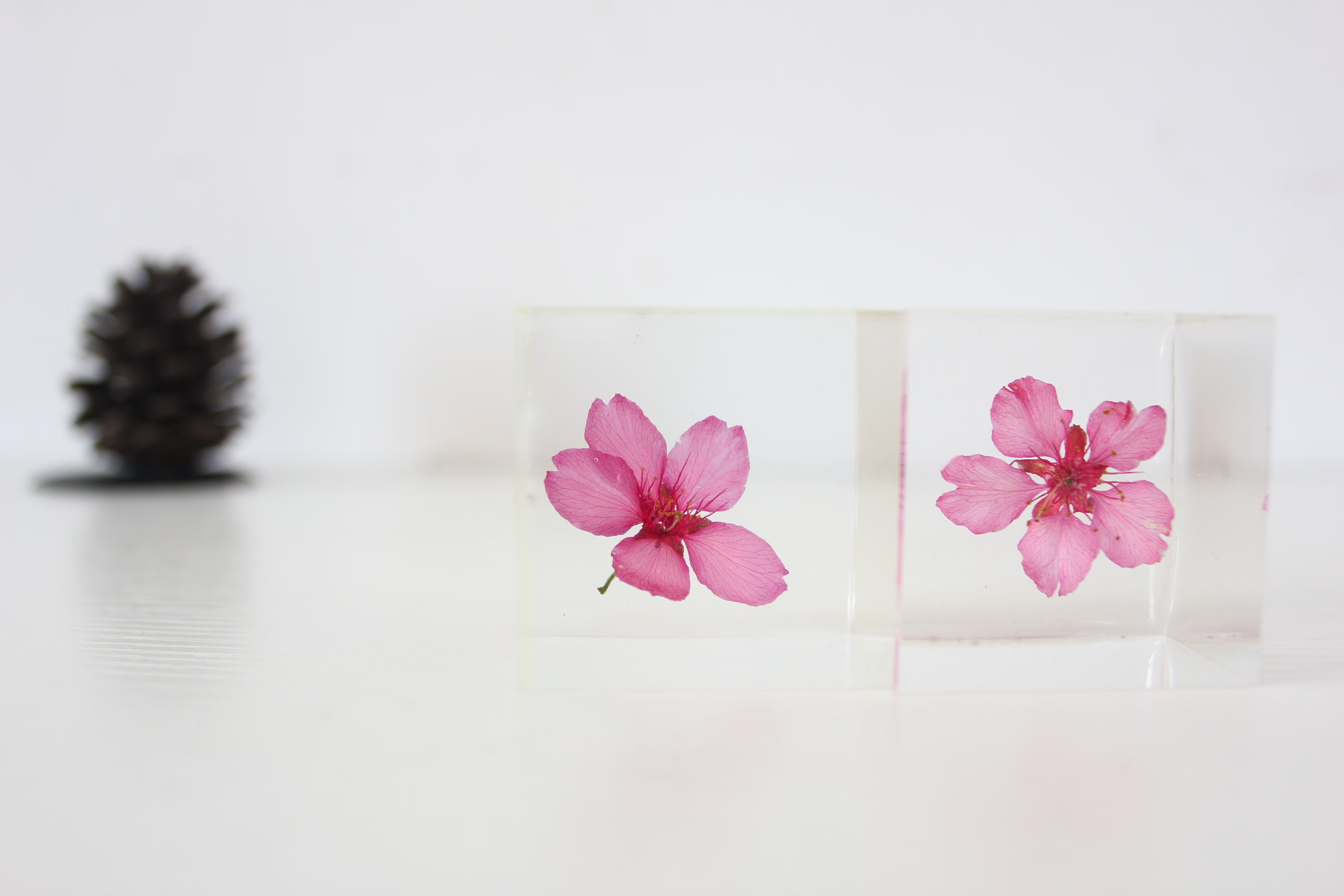 武汉大学樱花标本永生花生日520送女朋友创意礼物武汉旅游纪念礼品