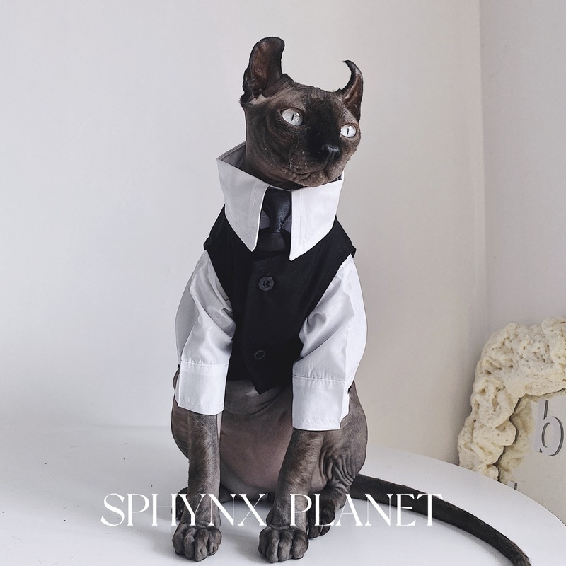 无毛猫衣服斯芬克斯猫德文秋冬英伦风礼服结婚西装衬衫套装宠物 黑色