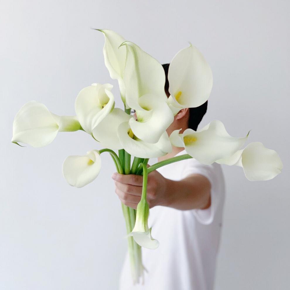 进口白色马蹄莲小众高端鲜花真花仙气飘飘高颜值昆明顺丰空运发货 黑