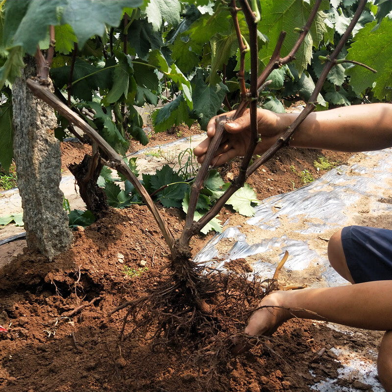 唯友weiyou白牛奶葡萄苗盆栽地栽南方北方种植蓝宝石葡萄树苗当年结果