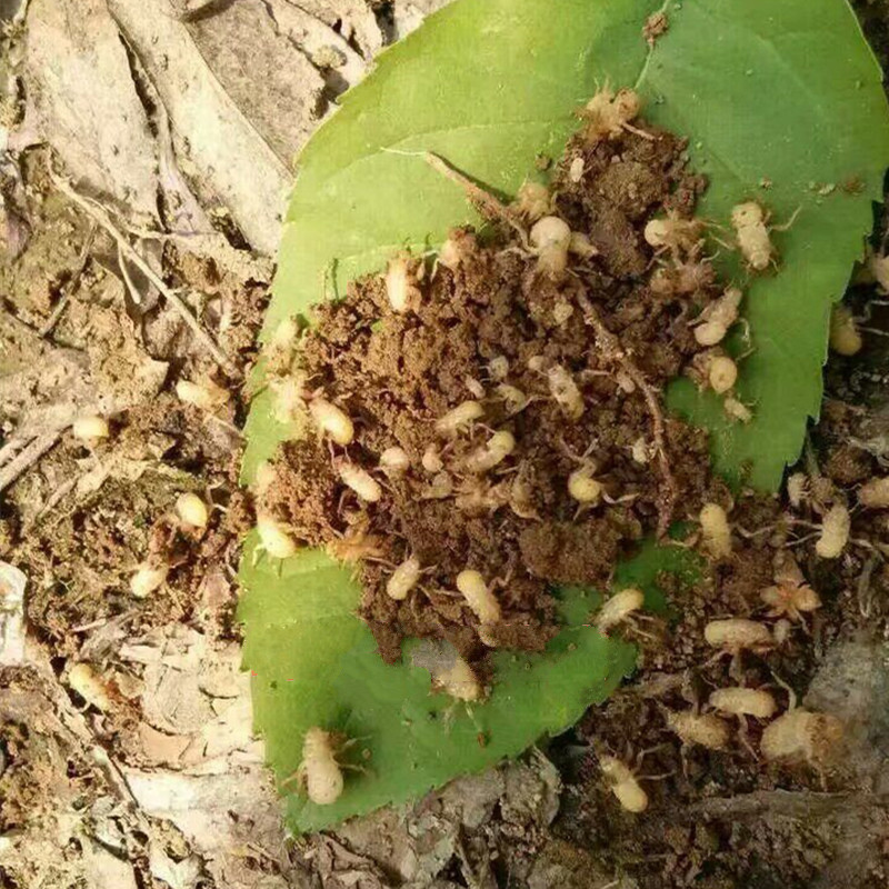 荣郁 人工养殖金蝉活体知了猴幼苗爬叉蝉蚁金蝉种子种苗卵种蝉卵 2022
