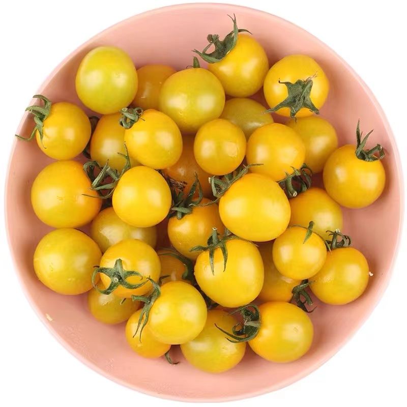 【寿光蔬菜】夏日阳光小番茄迷恋圣女果黄色樱桃小番茄小柿子顺丰