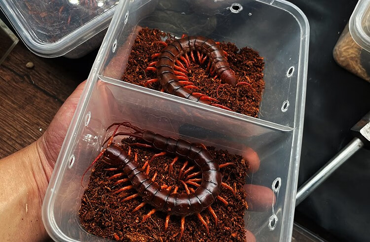 泰国红龙越南巨人海南间脚蜈蚣活体 凶猛宠物大型蜈蚣活体 包活 18-22