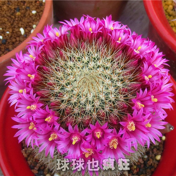 猩猩丸 开花开一圈的实生仙人球 乳突属 易开多花品种 防辐射盆栽