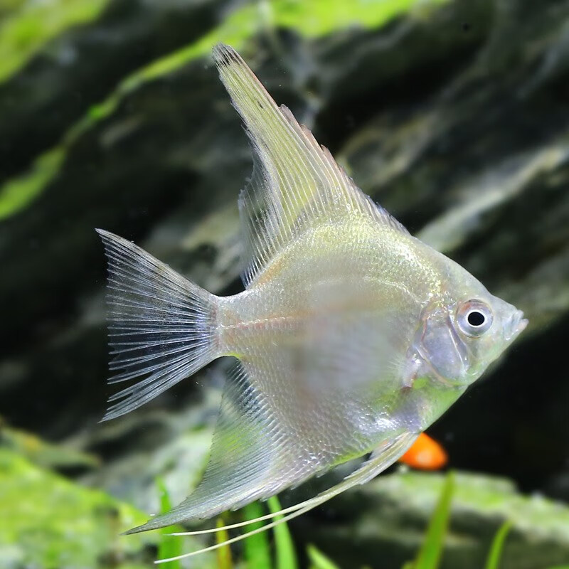 神仙鱼小型鱼苗淡水热带观赏鱼活体红头三色白蓝魔秘鲁燕鱼七彩鱼