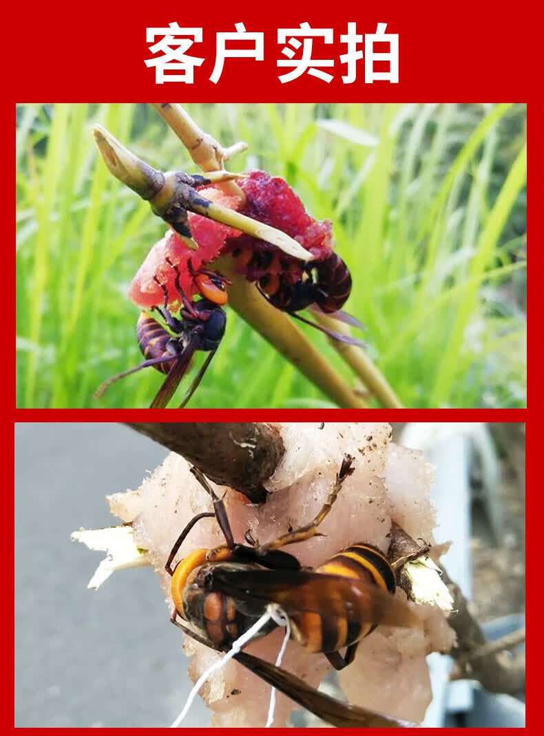 诱蜂加湿器胡蜂水黑尾红娘诱马蜂器虎头 金环红娘款小瓶100ml【图片