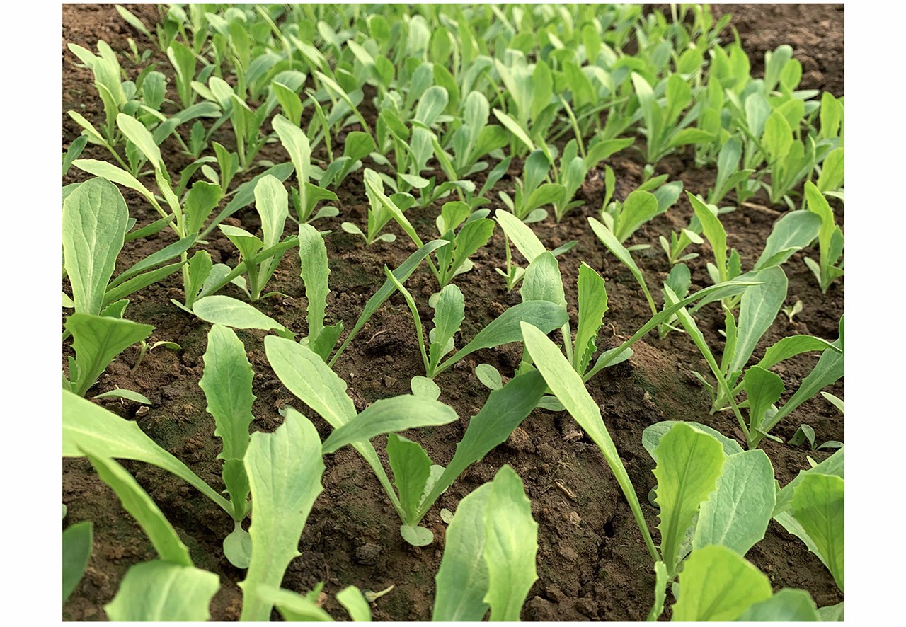 中科茂华 蔬菜种子 中科绿箭油麦菜种子 深绿色叶片 生长速度快30天