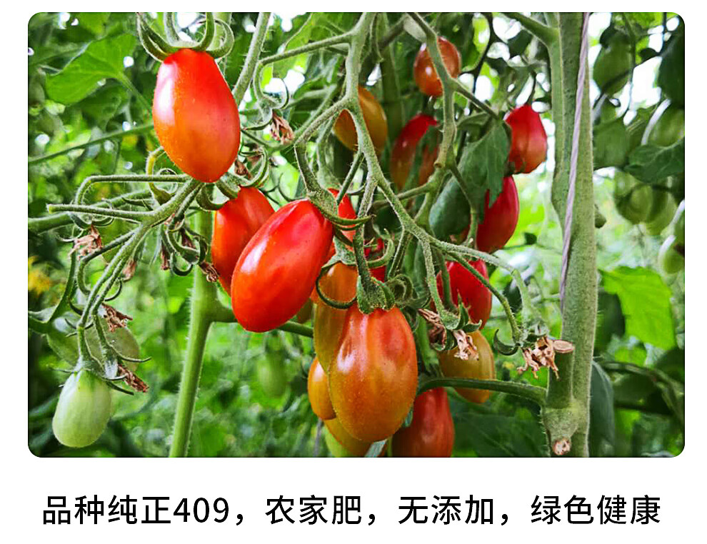 庄河馆辽宁409小柿子圣女果新鲜千禧小番茄西红柿农家孕妇水果非海南3