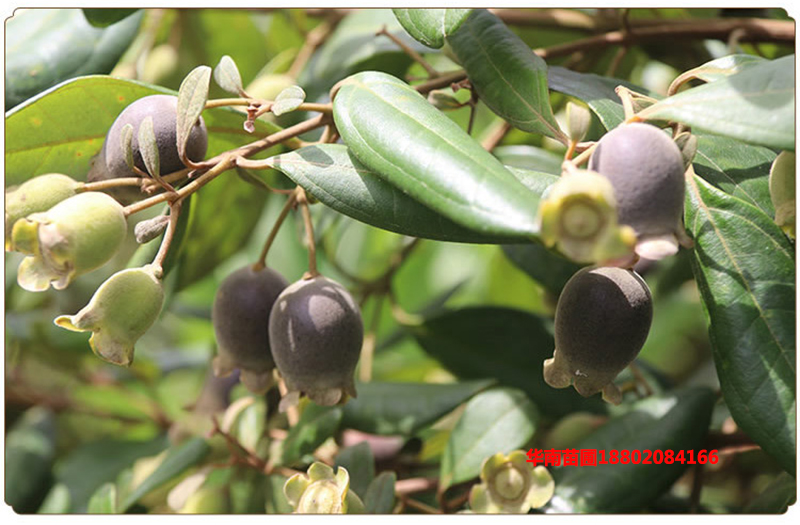 桃金娘树苗捻子果苗山菍子树地稔子小苗常绿南方北方种植庭院盆栽 稔