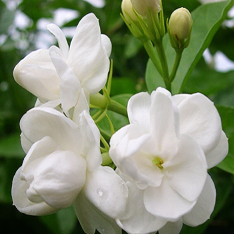 茉莉花苗 三叶轮生虎头茉莉花盆栽 双色茉莉花大花重瓣植物花卉 白