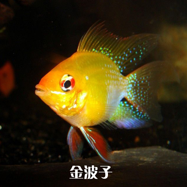 小型热带观赏鱼阿凡达金波子荷兰凤凰曼龙红箭迷你鹦鹉皮球玛丽宝蓝