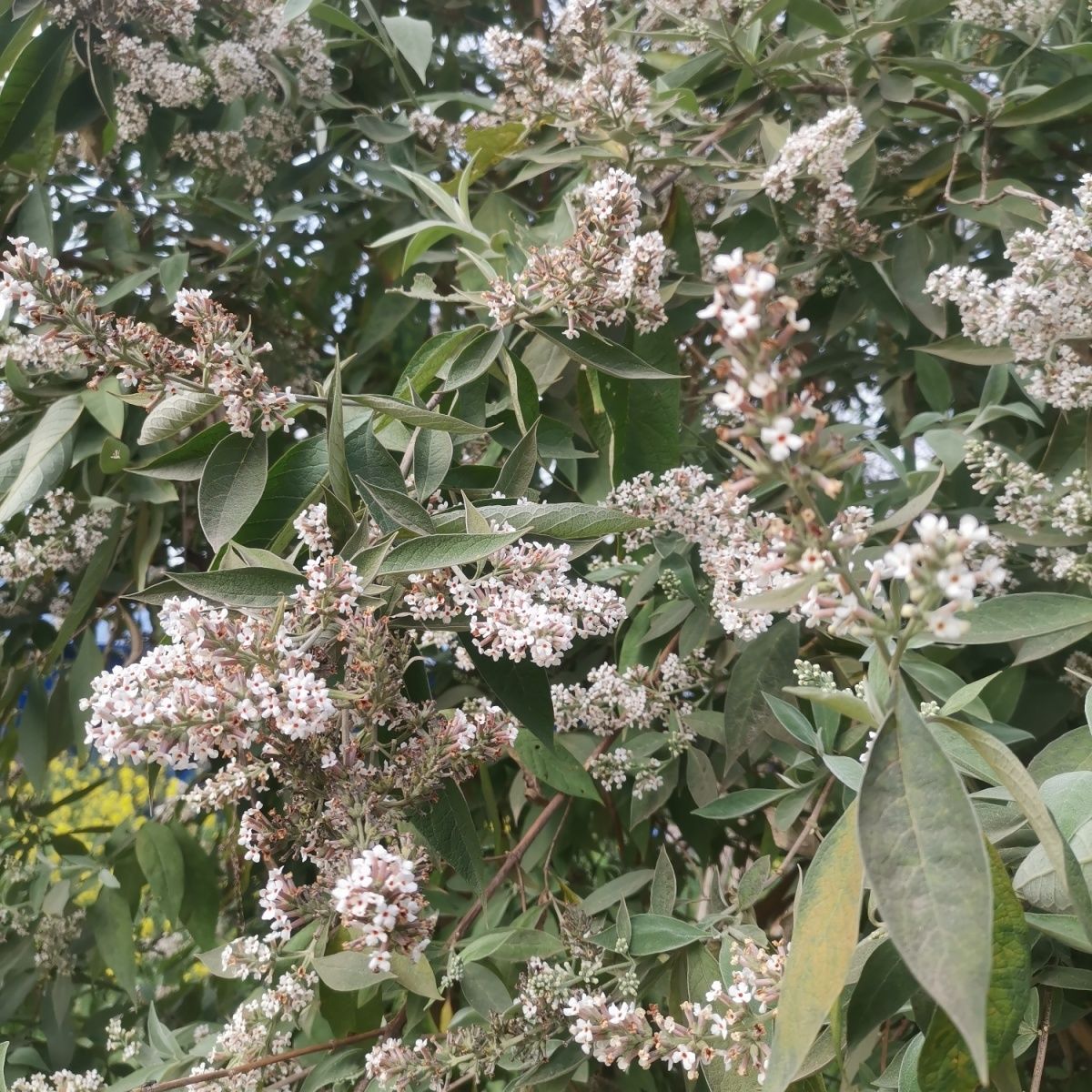 新货贵州黄饭花染饭花天然糯米染色密蒙花茶中药野生密蒙花 500克1斤