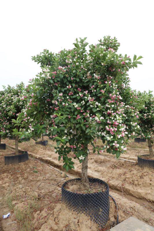 上客来庭院绿化树种红王子花叶锦带五彩锦带花树苗锦带花苗盆栽拆迁苗