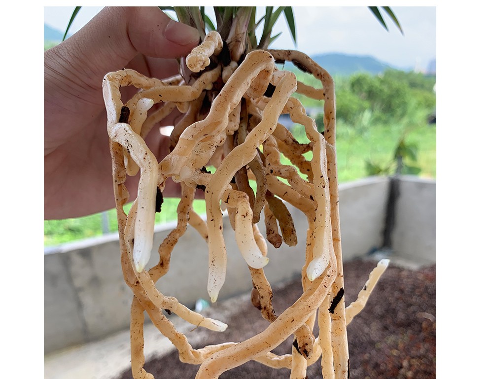 刘阁兰花 建兰正格梅瓣 市长红梅 夏带花苞出售花苗好养花卉名品盆栽