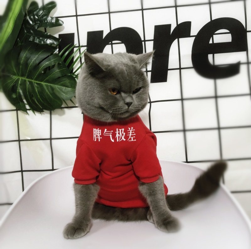 原创潮牌猫咪衣服狗狗春夏子宠物装纯棉猫衣服短袖汉字脾气极差 家长