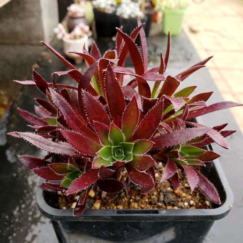 黑法师 红法师 灿烂 法师锦 艳日辉 爱染锦 绿茶 绿羊绒 圆叶黑法师