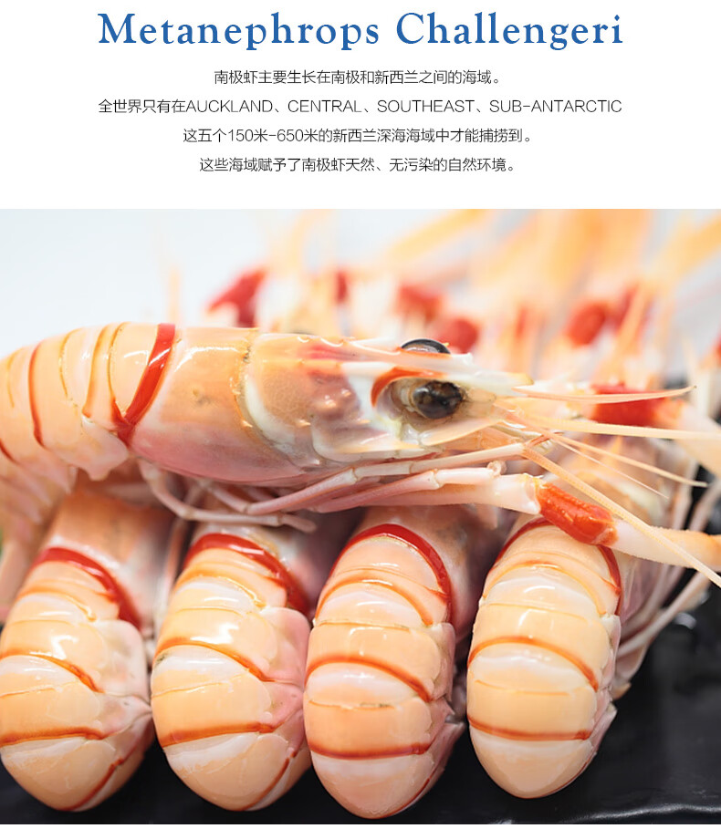 恬女神新西兰3号鳌虾scampi斯干比小龙虾南极深海