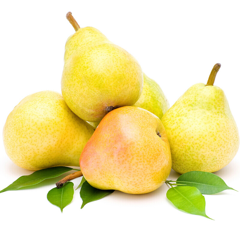 烟台太婆梨大头梨软梨啤酒梨10斤新鲜老婆梨莱阳香洋茄梨水果5斤大果