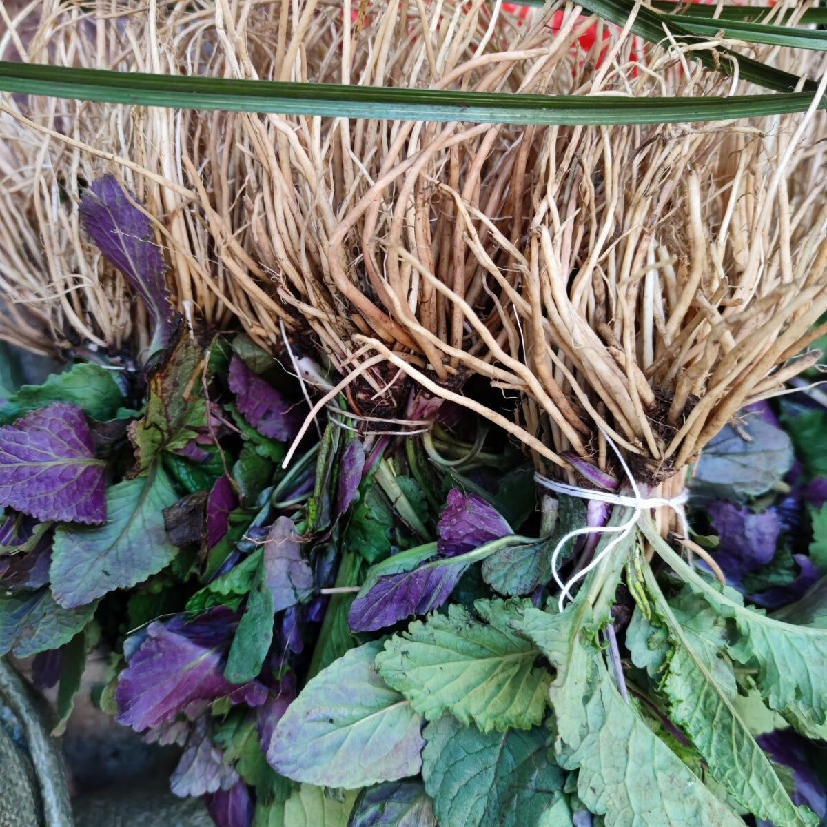 有仁堂 贵州省野牲风干野青菜下单中草药材 现挖菊土三七 天青地红 鲜