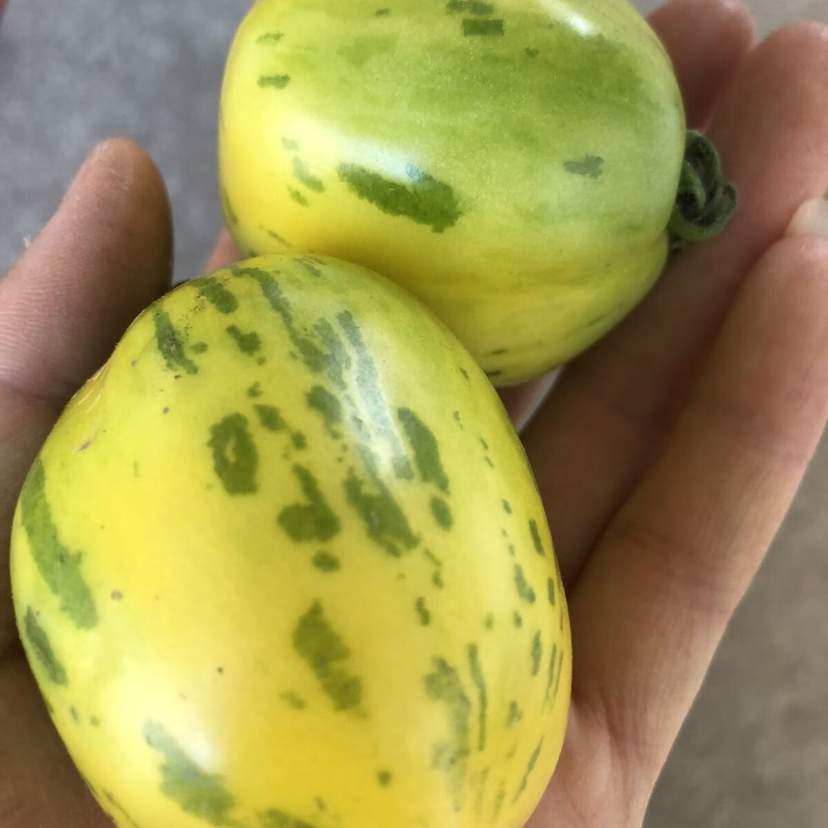 早告白东北虎皮柿子花皮球柿子黄皮球小园蔬菜孕妇解馋酸甜水果 【现