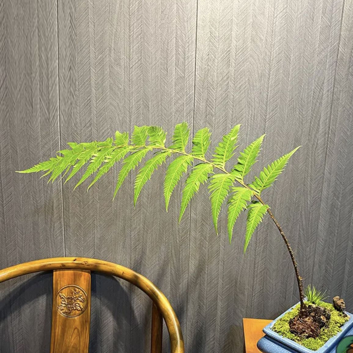 狗脊一叶植物蕨类盆栽一叶盆景金毛猴撅网红一叶绿植室内金毛狗阙 抖