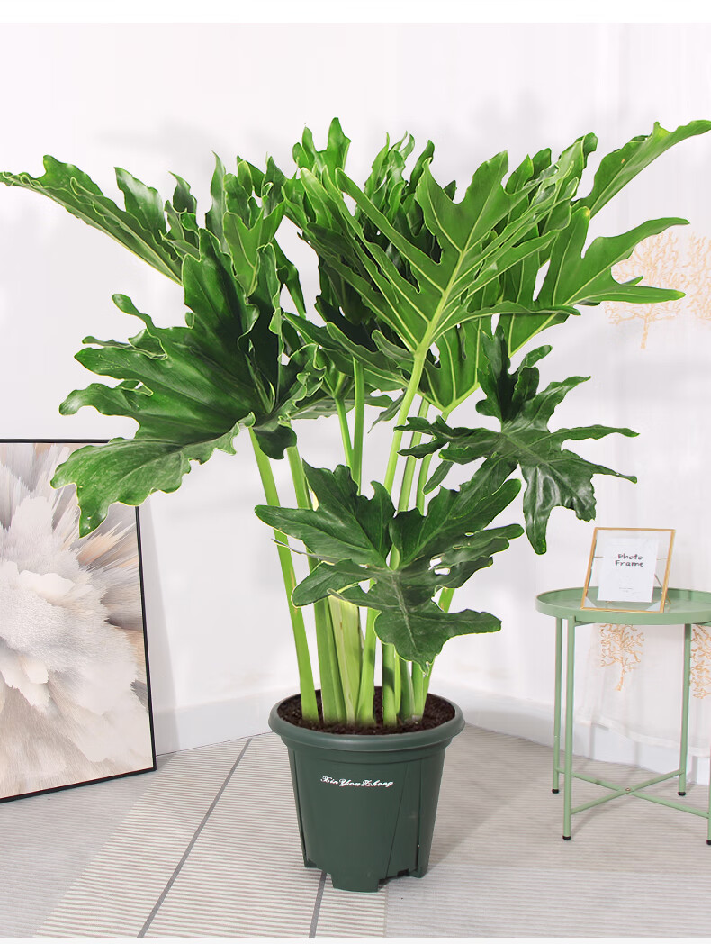 麦桑荷春羽植物老桩可水培绿植室内四季常青净化空气盆栽耐阴好养大