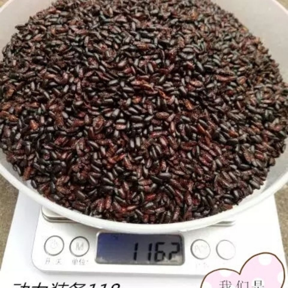 伟博正宗九龙虫烘干体优质品1000只全国正宗九龙虫烘干体优质品1000只