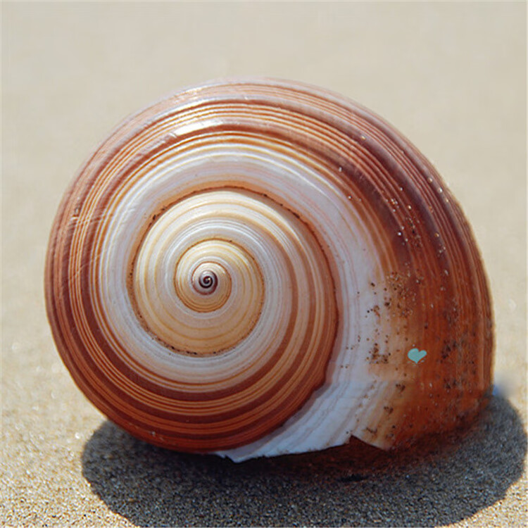 天然贝壳大海螺 琴螺 紫琴螺 斑点琴螺 鱼缸水族箱装饰品卷贝鱼繁殖壳