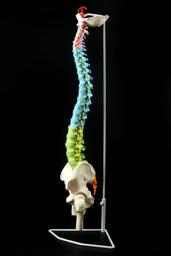 成人颈椎模型1:1 人体脊柱模型人体骨骼大脊椎成人1:1带颈椎胸椎尾椎