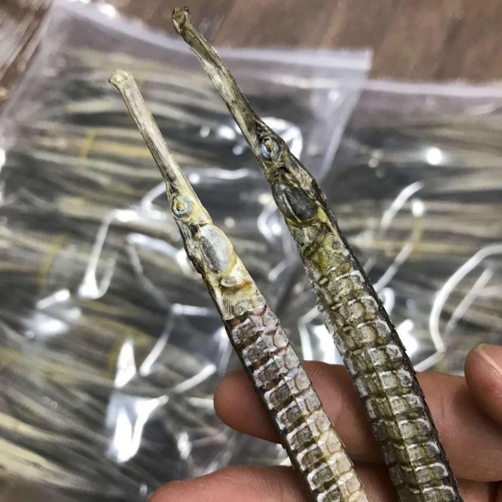 男性滋补品海龙公母干货男人泡酒药材中药材壮煲阳汤 六角海龙3对6只