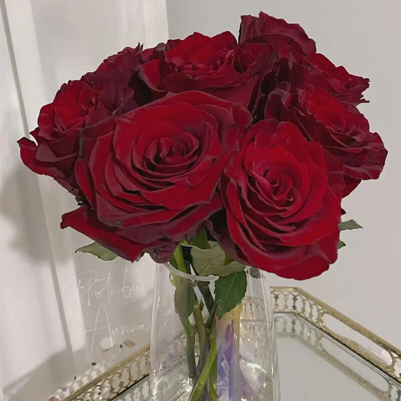 茁蔻云南基地直发丝绒感红玫瑰探险家枝枝到底a级20支/扎 红色 a级