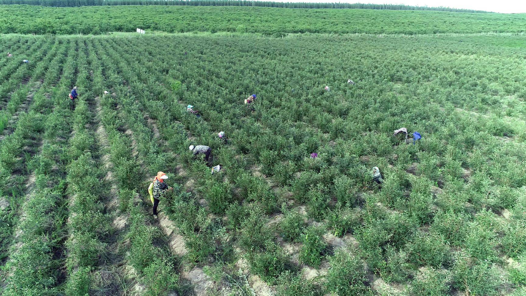 蓝靛果树苗羊奶子黑瞎子果苗山茄子树苗盆栽阳台南北方浆果庭院 20棵