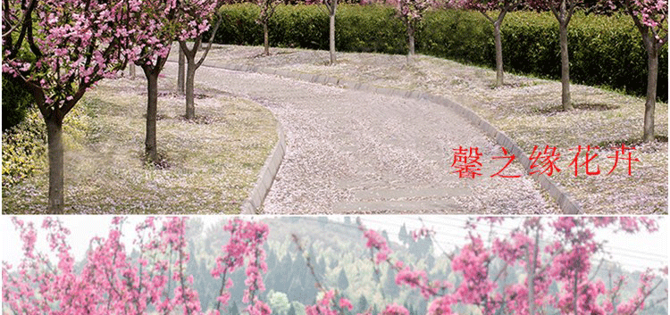 北京海棠树苗批发电话
