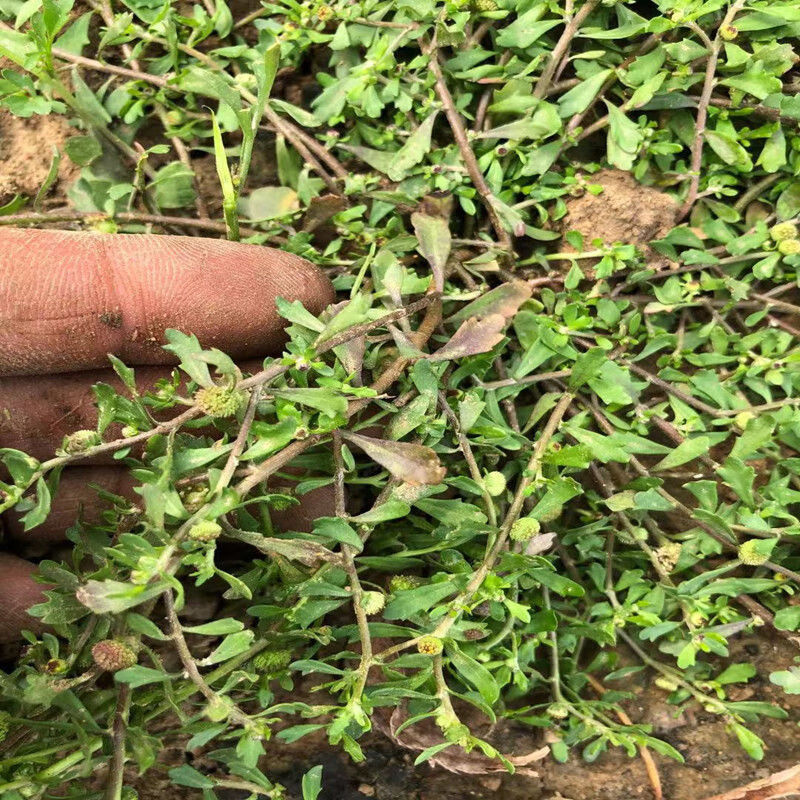 野生新鲜鹅不食草石胡荽种子鸡肠草鹅不吃草干品打粉中药材 干品打粉1