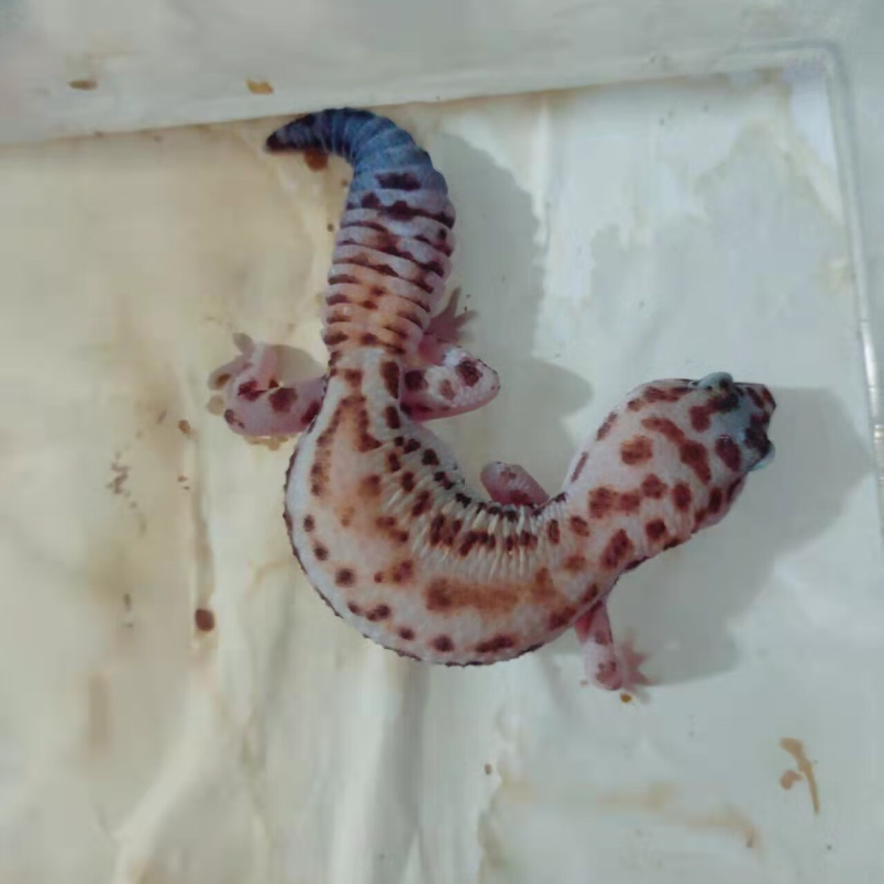 肥尾守宫宠物易养爬宠爬虫成体豹纹守宫可爱成体豹纹守宫活体幼体 奶